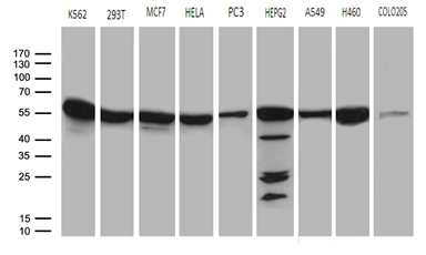 CCT4 / SRB Antibody - Western blot analysis of extracts. (35ug) from 9 different cell lines by using anti-CCT4 monoclonal antibody. (1:500)