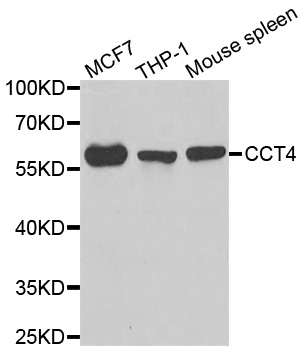 CCT4 / SRB Antibody - Western blot analysis of extracts of various cell lines.