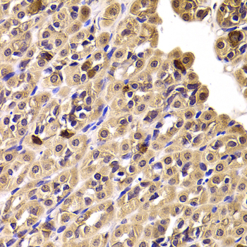 CCT4 / SRB Antibody - Immunohistochemistry of paraffin-embedded rat stomach tissue.