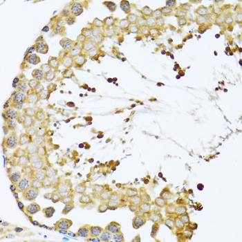 CCT4 / SRB Antibody - Immunohistochemistry of paraffin-embedded mouse testis tissue.
