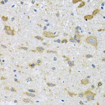 CCT4 / SRB Antibody - Immunohistochemistry of paraffin-embedded mouse spinal cord tissue.