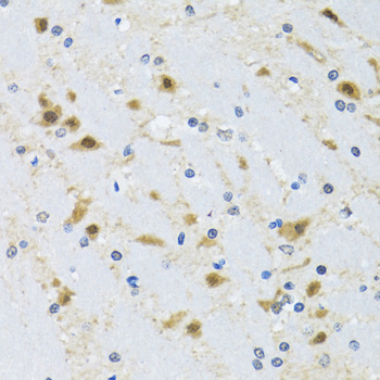 CCT4 / SRB Antibody - Immunohistochemistry of paraffin-embedded mouse brain tissue.