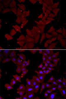 CCT4 / SRB Antibody - Immunofluorescence analysis of HeLa cells.