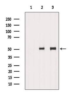 CCT4 / SRB Antibody