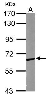 CCT5 / TCP1 Epsilon Antibody - Sample (50 ug of whole cell lysate). A: Mouse brain. 7.5% SDS PAGE. CCT5 / TCP1 Epsilon antibody diluted at 1:1000.