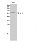 CCT7 Antibody - Western blot of TCP-1 eta antibody