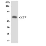 CCT7 Antibody - Western blot analysis of the lysates from HT-29 cells using CCT7 antibody.