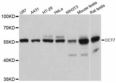 CCT7 Antibody - Western blot analysis of extracts of various cell lines, using CCT7 antibody at 1:3000 dilution. The secondary antibody used was an HRP Goat Anti-Rabbit IgG (H+L) at 1:10000 dilution. Lysates were loaded 25ug per lane and 3% nonfat dry milk in TBST was used for blocking. An ECL Kit was used for detection and the exposure time was 1s.