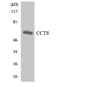 CCT8 Antibody - Western blot analysis of the lysates from HeLa cells using CCT8 antibody.