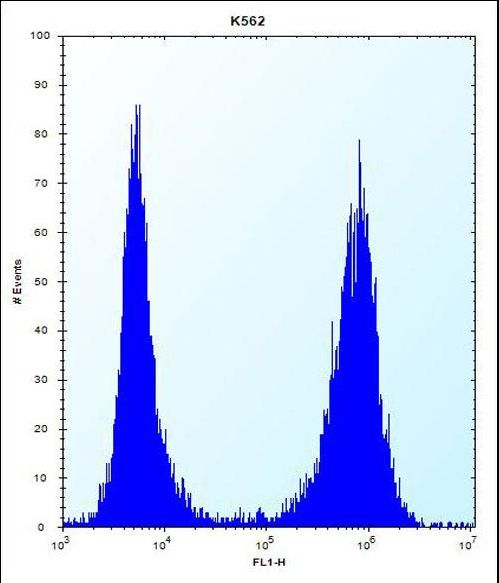 CCT8 Antibody - CCT8 Antibody flow cytometry of K562 cells (right histogram) compared to a negative control cell (left histogram). FITC-conjugated donkey-anti-rabbit secondary antibodies were used for the analysis.
