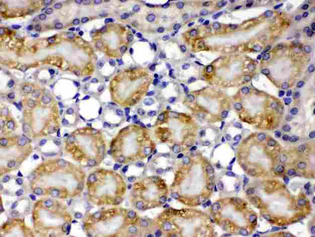 CCT8 Antibody - TCP1 theta was detected in paraffin-embedded sections of mouse kidney tissues using rabbit anti- TCP1 theta Antigen Affinity purified polyclonal antibody
