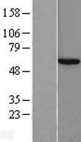 CCT8 Protein - Western validation with an anti-DDK antibody * L: Control HEK293 lysate R: Over-expression lysate