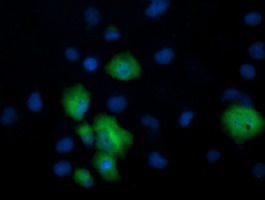 CCT8L2 Antibody - Anti-CCT8L2 mouse monoclonal antibody immunofluorescent staining of COS7 cells transiently transfected by pCMV6-ENTRY CCT8L2.