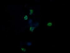 CCT8L2 Antibody - Anti-CCT8L2 mouse monoclonal antibody immunofluorescent staining of COS7 cells transiently transfected by pCMV6-ENTRY CCT8L2.
