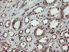 CCT8L2 Antibody - IHC of paraffin-embedded Human Kidney tissue using anti-CCT8L2 mouse monoclonal antibody.