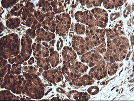CCT8L2 Antibody - IHC of paraffin-embedded Human pancreas tissue using anti-CCT8L2 mouse monoclonal antibody.