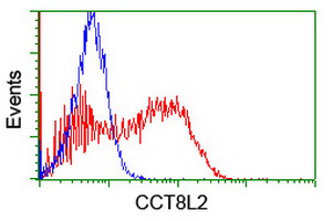 CCT8L2 Antibody - HEK293T cells transfected with either overexpress plasmid (Red) or empty vector control plasmid (Blue) were immunostained by anti-CCT8L2 antibody, and then analyzed by flow cytometry.
