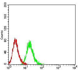 CD101 Antibody - Flow cytometric analysis of HL-60 cells using CD101 mouse mAb (green) and negative control (red).