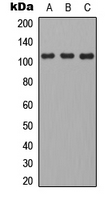 CD101 Antibody - Western blot analysis of CD101 expression in HEK293T (A); mouse brain (B); H9C2 (C) whole cell lysates.
