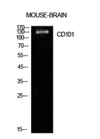 CD101 Antibody - Western Blot analysis of extracts from mouse brain cells using CD101 Antibody.