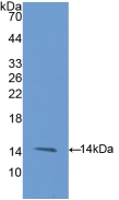 CD105 Antibody - Western Blot; Sample: Recombinant ENG, Rat.