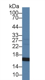 CD105 Antibody - Western Blot; Sample: Human Liver lysate; Primary Ab: 2µg/ml Mouse Anti-Human CYPA Antibody Second Ab: 0.2µg/mL HRP-Linked Caprine Anti-Mouse IgG Polyclonal Antibody