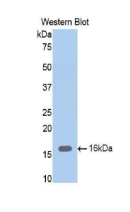 CD105 Antibody - Western blot of recombinant CD105.  This image was taken for the unconjugated form of this product. Other forms have not been tested.
