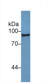 CD105 Antibody - Western Blot; Sample: Human U87MG cell lysate; Primary Ab: 1µg/ml Rabbit Anti-Mouse ENG Antibody Second Ab: 0.2µg/mL HRP-Linked Caprine Anti-Rabbit IgG Polyclonal Antibody