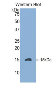 CD105 Antibody - Western blot of recombinant CD105.  This image was taken for the unconjugated form of this product. Other forms have not been tested.