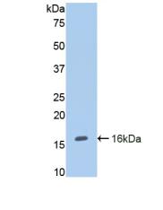 CD105 Antibody - Western Blot; Sample: Recombinant ENG, Human.