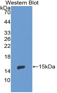 CD105 Antibody - Western blot of recombinant CD105.