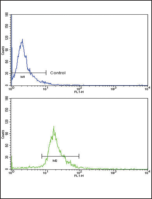 CD105 Antibody - Flow cytometric of NCI-H292 cells using CD105 Antibody (Center E395)(bottom histogram) compared to a negative control cell (top histogram). FITC-conjugated goat-anti-rabbit secondary antibodies were used for the analysis.