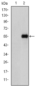 CD105 Antibody - Western blot using CD105 monoclonal antibody against HEK293 (1) and CD105(AA: 331-567)-hIgGFc transfected HEK293 (2) cell lysate.