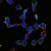 CD105 Antibody - Immunofluorescence of HepG2 cells using CD105 mouse monoclonal antibody (green). Blue: DRAQ5 fluorescent DNA dye. Red: Actin filaments have been labeled with Alexa Fluor-555 phalloidin.
