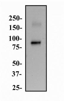 CD105 Antibody - Western Blot: Endoglin/CD105 Antibody (3A9) - Whole cell protein from HUVEC was separated on a 7.5% gel polyacrylamide gel and transferred to PVDF membrane. The membrane was probed with anti-CD105 antibody at 2 ug/ml and detected with an anti-mouse HRP labeled secondary antibody using chemiluminescence.