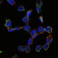 CD105 Antibody - CD105 Antibody in Immunofluorescence (IF) using HepG2 cells