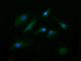 CD105 Antibody - Immunofluorescent staining of HeLa cells using anti-ENG mouse monoclonal antibody.