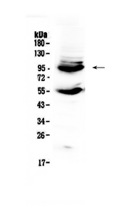 CD105 Antibody - Western blot - Anti-CD105 Picoband Antibody