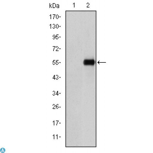 CD105 Antibody - Western Blot (WB) analysis using CD105 Monoclonal Antibody against HEK293 (1) and CD105-hIgGFc transfected HEK293 (2) cell lysate.