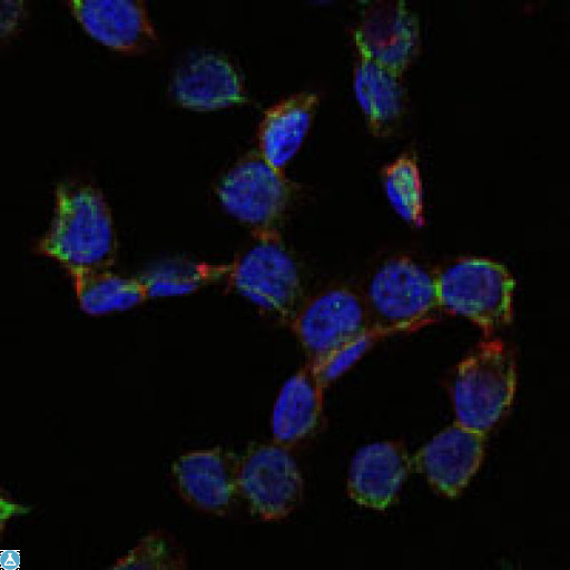 CD105 Antibody - Immunofluorescence (IF) analysis of HepG2 cells using CD105 Monoclonal Antibody (green). Blue: DRAQ5 fluorescent DNA dye. Red: Actin filaments have been labeled with Alexa Fluor-555 phalloidin.
