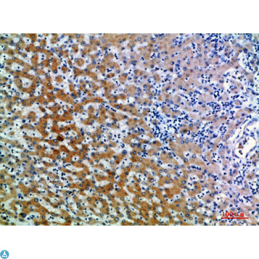 CD109 Antibody - Immunohistochemical analysis of paraffin-embedded human-liver, antibody was diluted at 1:200.