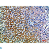 CD109 Antibody - Immunohistochemical analysis of paraffin-embedded human-liver, antibody was diluted at 1:200.