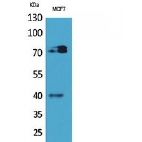CD110 / MPL Antibody - Western blot of CD110 antibody