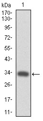 CD110 / MPL Antibody - Western blot using MPL monoclonal antibody against human MPL (AA: 307-362) recombinant protein. (Expected MW is 32.2 kDa)