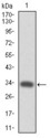 CD110 / MPL Antibody - Western blot using MPL monoclonal antibody against human MPL (AA: 307-362) recombinant protein. (Expected MW is 32.2 kDa)