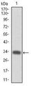 CD110 / MPL Antibody - c-Mpl Antibody in Western Blot (WB)