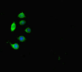 CD110 / MPL Antibody - Immunofluorescent analysis of A549 cells diluted at 1:100 and Alexa Fluor 488-congugated AffiniPure Goat Anti-Rabbit IgG(H+L)