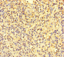 CD110 / MPL Antibody - Immunohistochemistry of paraffin-embedded human spleen tissue at dilution of 1:100