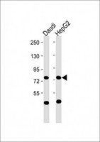 CD110 / MPL Antibody - All lanes: Anti-MPL Antibody (N-Term) at 1:2000 dilution Lane 1: Daudi whole cell lysate Lane 2: HepG2 whole cell lysate Lysates/proteins at 20 µg per lane. Secondary Goat Anti-Rabbit IgG, (H+L), Peroxidase conjugated at 1/10000 dilution. Predicted band size: 71 kDa Blocking/Dilution buffer: 5% NFDM/TBST.