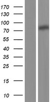 CD110 / MPL Protein - Western validation with an anti-DDK antibody * L: Control HEK293 lysate R: Over-expression lysate